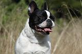 BOULEDOGUE FRANCAIS 754